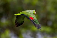 Costa Rica Photo Tours