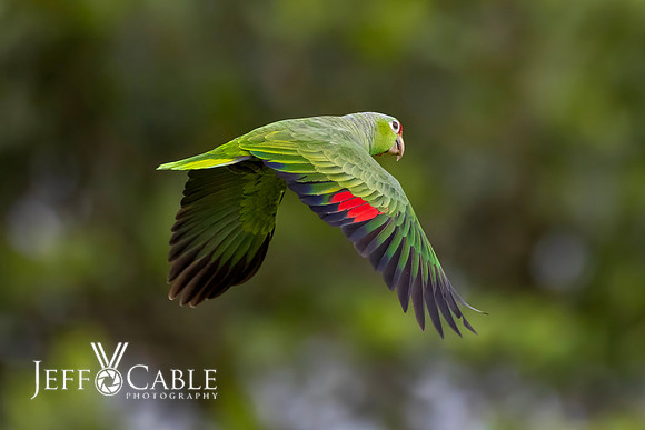 Costa Rica Photo Tours