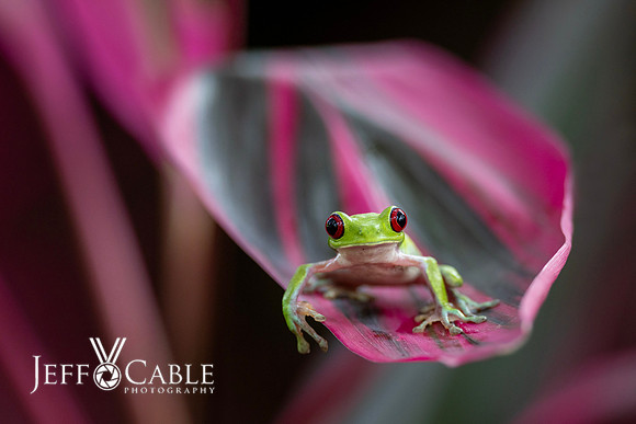 Costa Rica Photo Tours