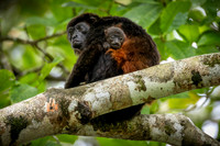Costa Rica Photo Tours