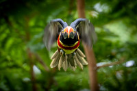 Costa Rica Photo Tours