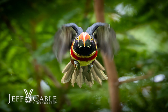 Costa Rica Photo Tours