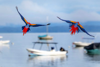 Costa Rica Photo Tours