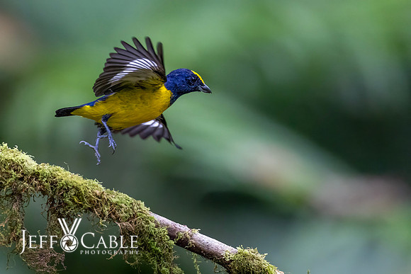 Costa Rica Photo Tours