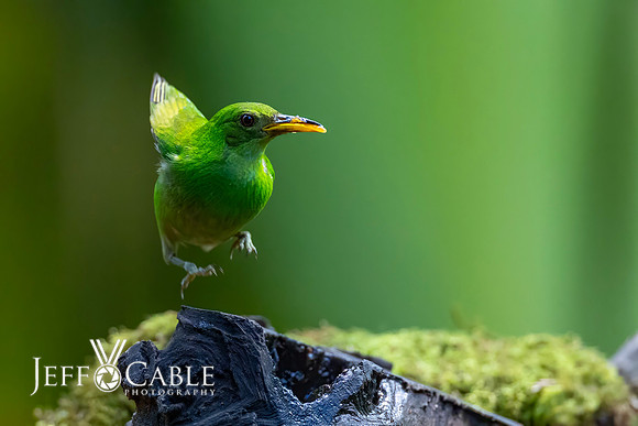 Costa Rica Photo Tours