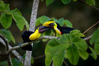 Costa Rica Photo Tours