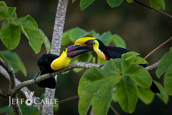 Costa Rica Photo Tours