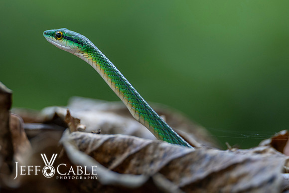Costa Rica Photo Tours