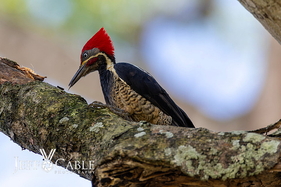 Costa Rica Photo Tours