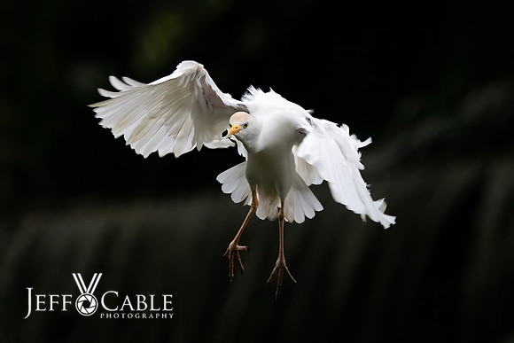 Costa Rica Photo Tours