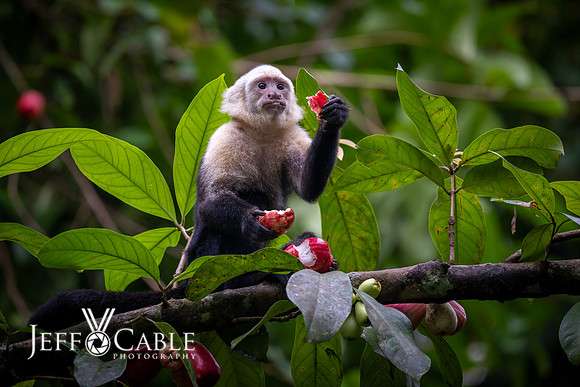 Costa Rica Photo Tours