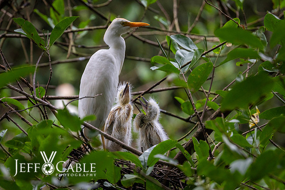 Costa Rica Photo Tours