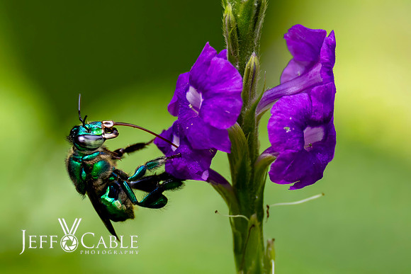 Costa Rica Photo Tours