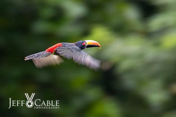 Costa Rica Photo Tours