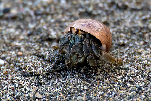 Costa Rica Photo Tours
