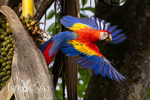 Costa Rica Photo Tours