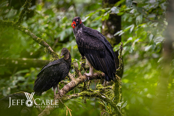Costa Rica Photo Tours