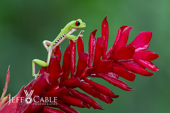 Costa Rica Photo Tours
