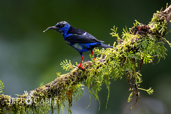 Costa Rica Photo Tours