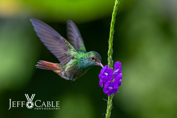 Costa Rica Photo Tours