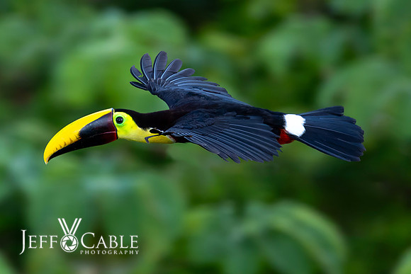 Costa Rica Photo Tours