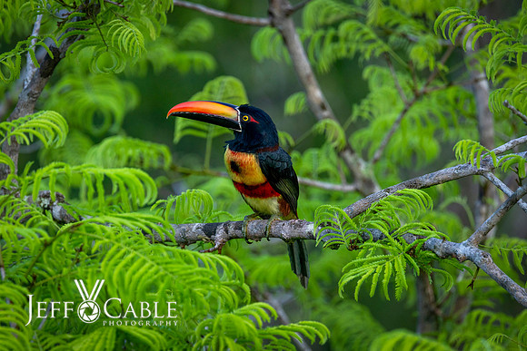 Costa Rica Photo Tours