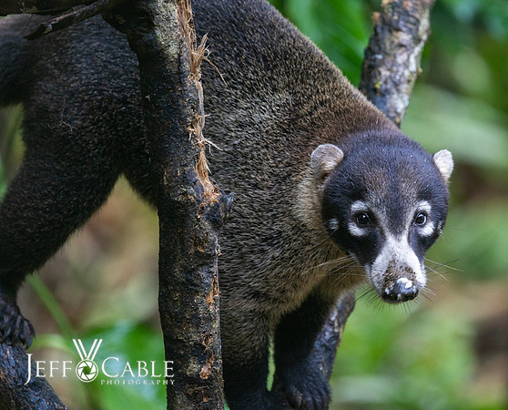 Costa Rica Photo Tours