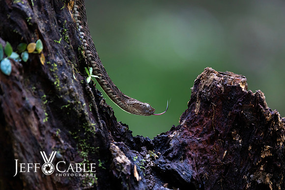 Costa Rica Photo Tours