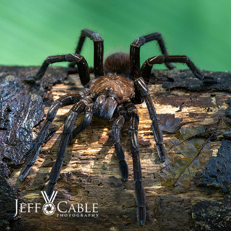 Costa Rica Photo Tours