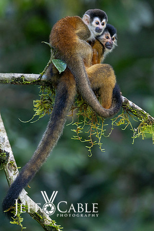 Costa Rica Photo Tours