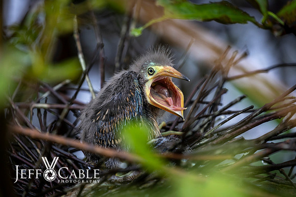 Costa Rica Photo Tours