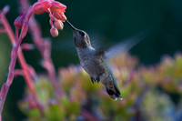 Hummingbirds-0001