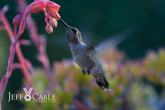 Hummingbirds-0001