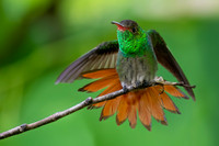 Hummingbirds-0004