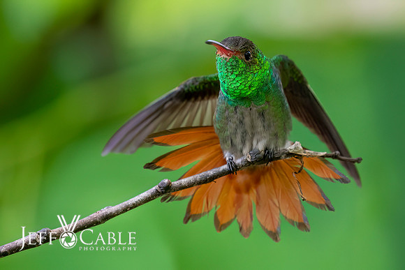 Hummingbirds-0004