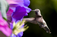Hummingbirds-0002