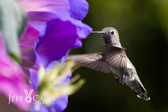 Hummingbirds-0002