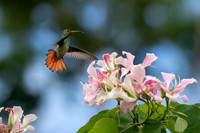 Hummingbirds-0005