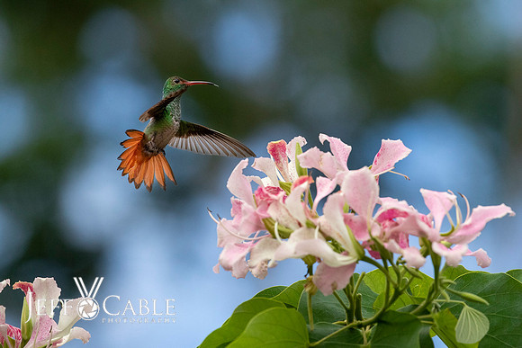 Hummingbirds-0005