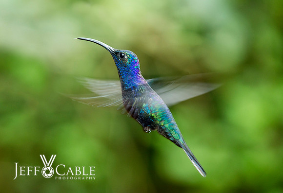 Hummingbirds-0003