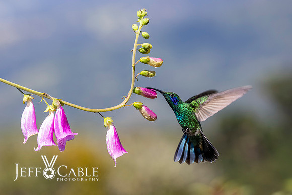 Hummingbirds-0006