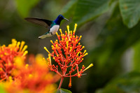 Hummingbirds-0010