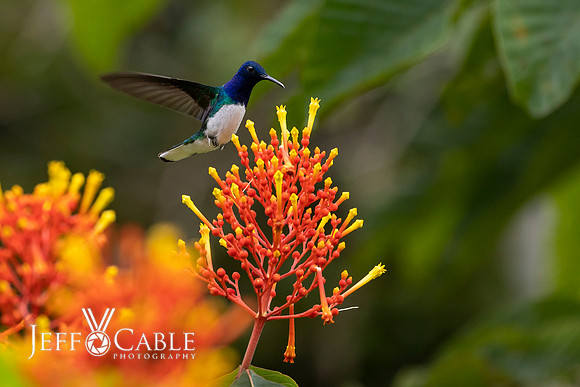 Hummingbirds-0010