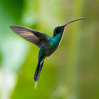 Hummingbirds-0009