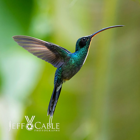 Hummingbirds-0009