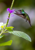 Hummingbirds-0008