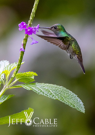 Hummingbirds-0008