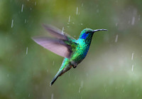 Hummingbirds-0014