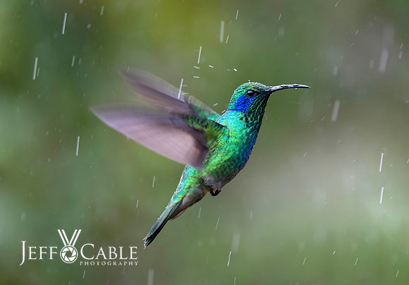 Hummingbirds-0014