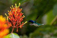 Hummingbirds-0011